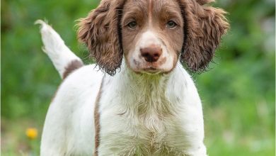 English Springer Spaniel Puppies Mini Calendar 2027