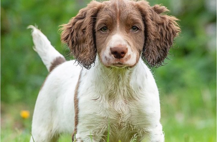 English Springer Spaniel Puppies Mini Calendar 2027