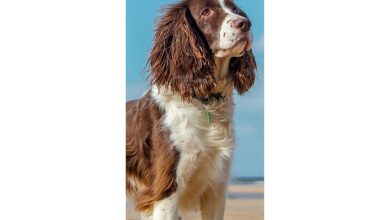 English Springer Spaniel Slim Calendar 2027