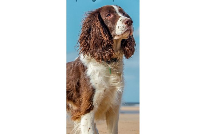 English Springer Spaniel Slim Calendar 2027