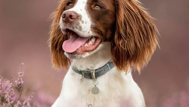 English Springer Spaniel Calendar 2027