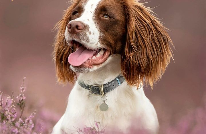 English Springer Spaniel Calendar 2027