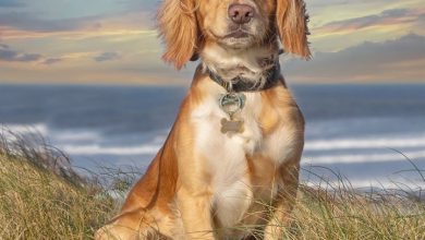 English Cocker Spaniel Calendar 2027