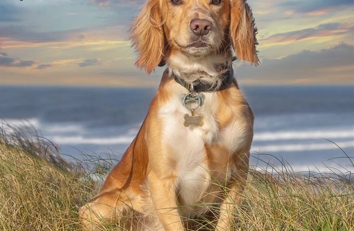 English Cocker Spaniel Calendar 2027