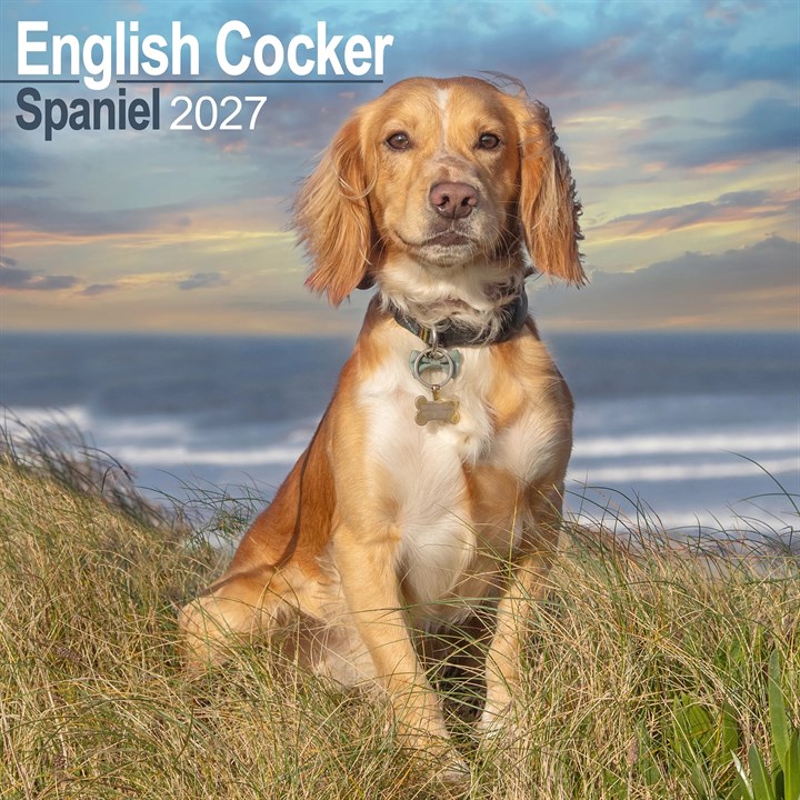 English Cocker Spaniel Calendar 2027