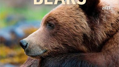 Bears Calendar 2027