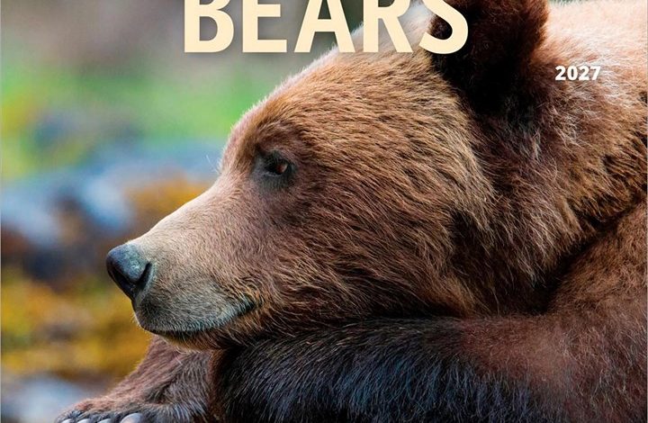Bears Calendar 2027
