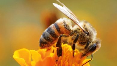 Bees Calendar 2027