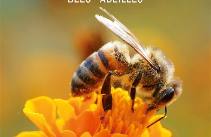 Bees Calendar 2027