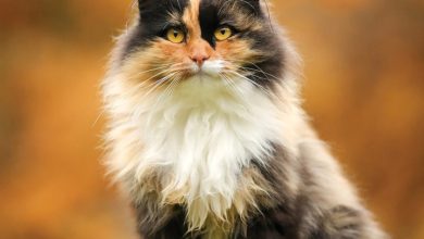 Calico Cats Calendar 2027