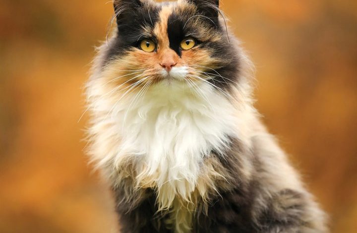 Calico Cats Calendar 2027