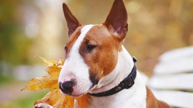 Bull Terriers Calendar 2027