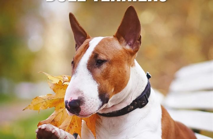 Bull Terriers Calendar 2027
