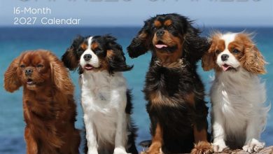Cavalier King Charles Spaniels Calendar 2027
