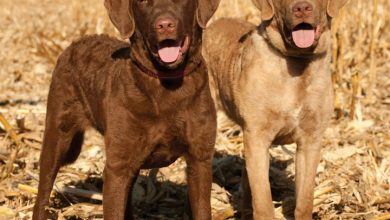 Just Chesapeake Bay Retrievers Calendar 2027