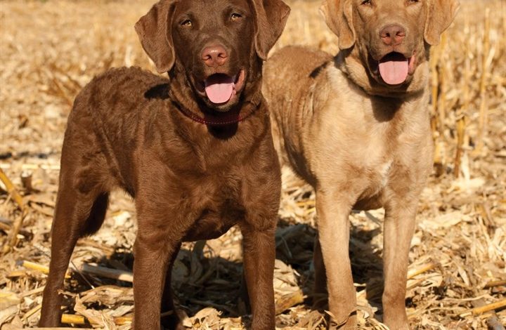 Just Chesapeake Bay Retrievers Calendar 2027