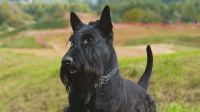 Scottish Terriers Calendar 2027