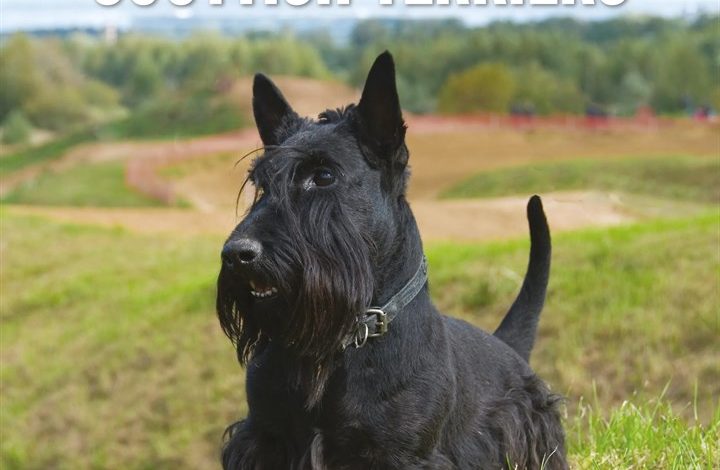 Scottish Terriers Calendar 2027