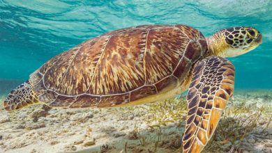 Sea Turtles Calendar 2027