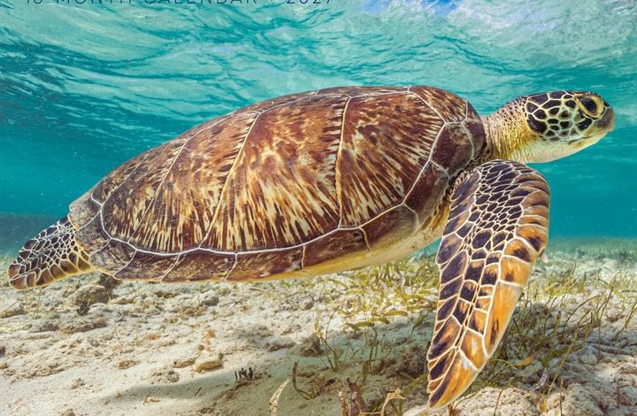 Sea Turtles Calendar 2027