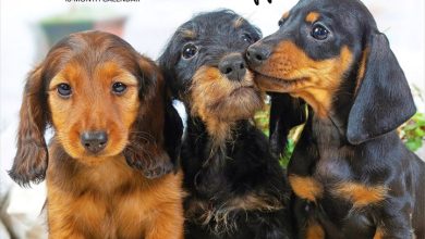 Dachshund Puppies Calendar 2027