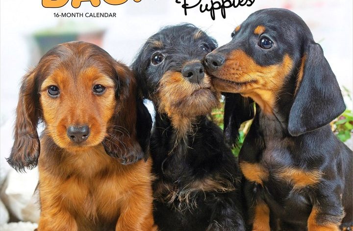 Dachshund Puppies Calendar 2027