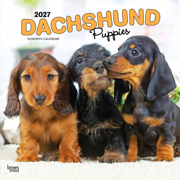 Dachshund Puppies Calendar 2027