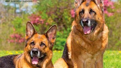 German Shepherds Calendar 2027