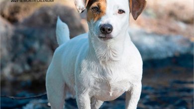 Jack Russell Terriers Calendar 2027