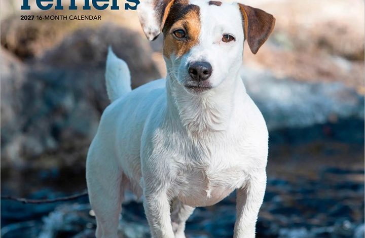 Jack Russell Terriers Calendar 2027