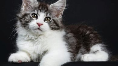 Just Maine Coon Kittens Calendar 2027