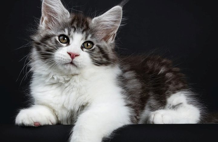 Just Maine Coon Kittens Calendar 2027