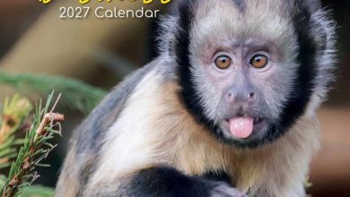 Monkey Business Calendar 2027