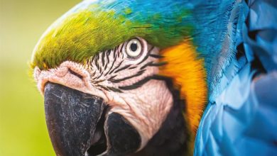 Parrots Calendar 2027