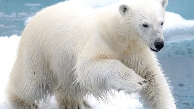 Polar Bears Calendar 2027