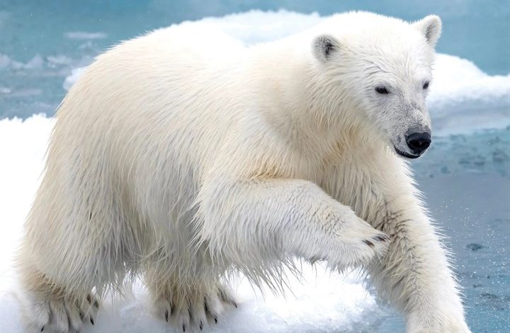 Polar Bears Calendar 2027