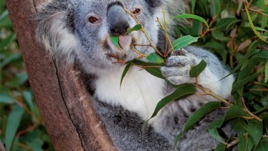 Koalas Calendar 2027