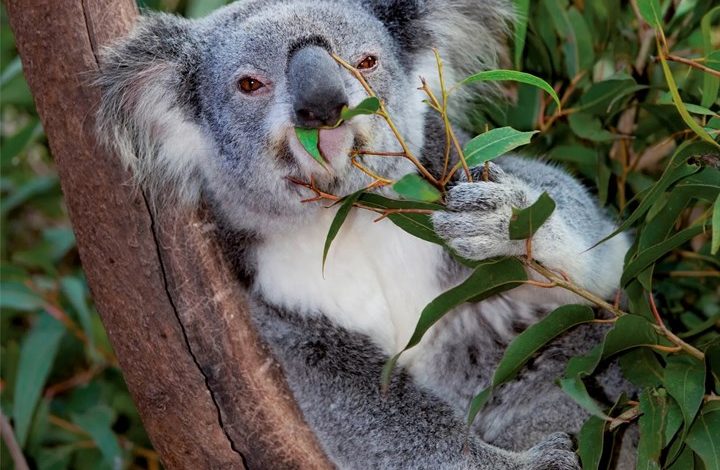 Koalas Calendar 2027