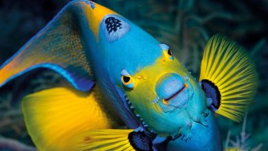 Under The Sea Calendar 2027