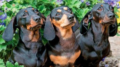 Dachshunds Calendar 2027