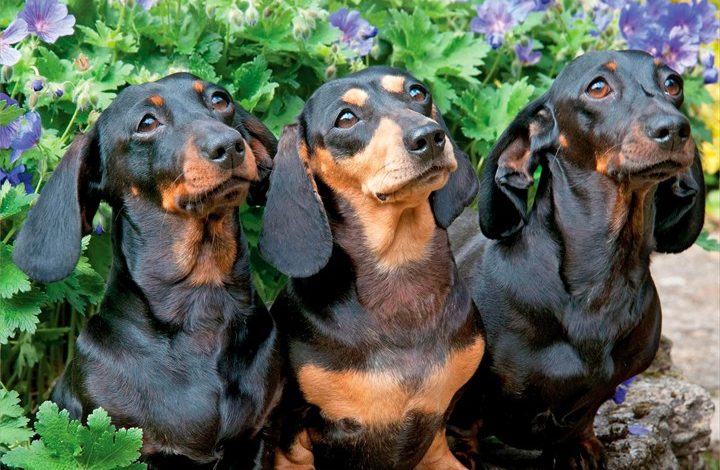 Dachshunds Calendar 2027