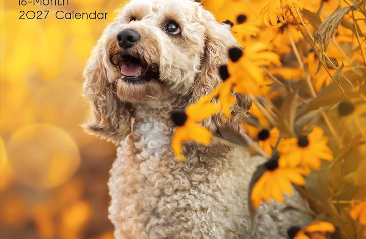 Cockapoos Calendar 2027