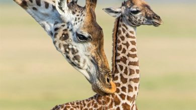 Giraffes Calendar 2027