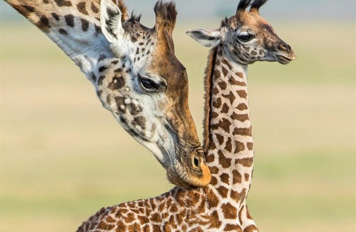 Giraffes Calendar 2027