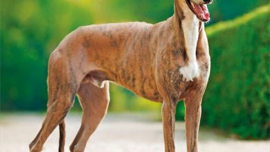 Greyhounds Calendar 2027