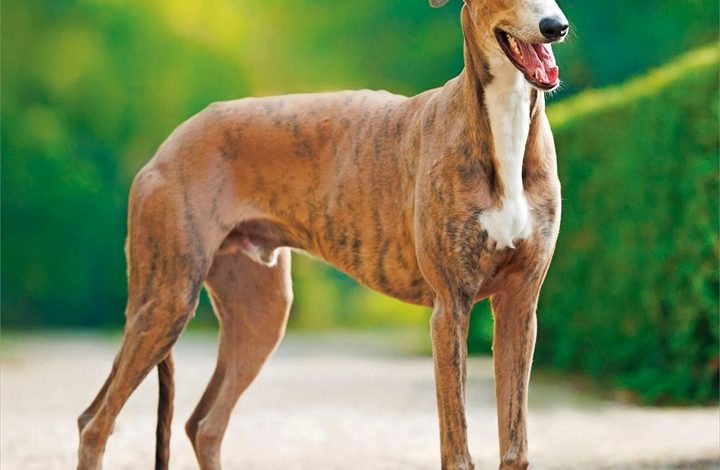 Greyhounds Calendar 2027