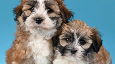 Just Havanese Calendar 2027