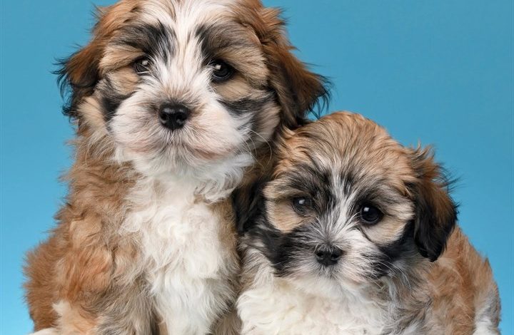 Just Havanese Calendar 2027
