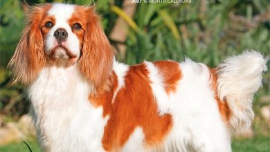 Cavalier King Charles Spaniels Calendar 2027