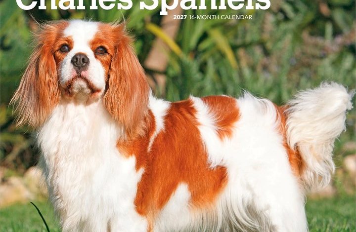 Cavalier King Charles Spaniels Calendar 2027